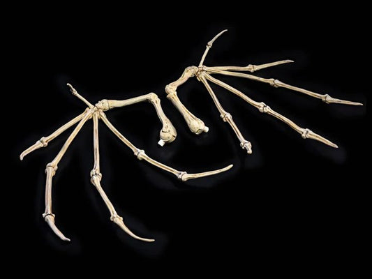 Mythic Legions: All-Stars 6 Bone Wings